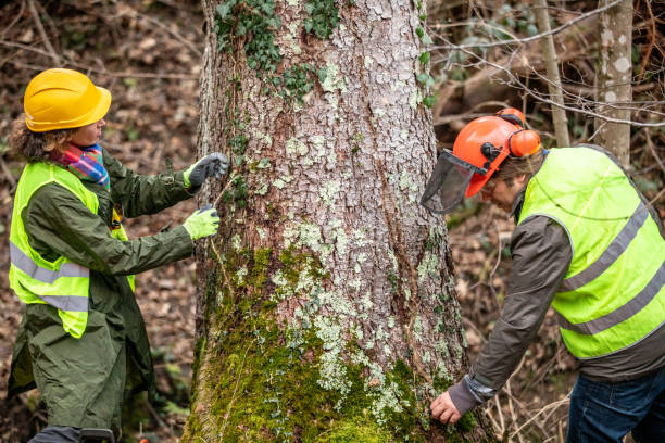 How Our Tree Care Process Works  in  Tuckahoe, NY